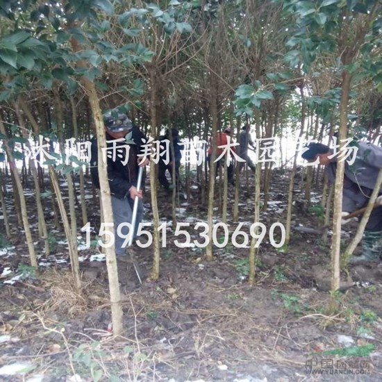 5公分大葉女貞價格，沭陽5公分大葉女貞基地批發(fā)價格報價