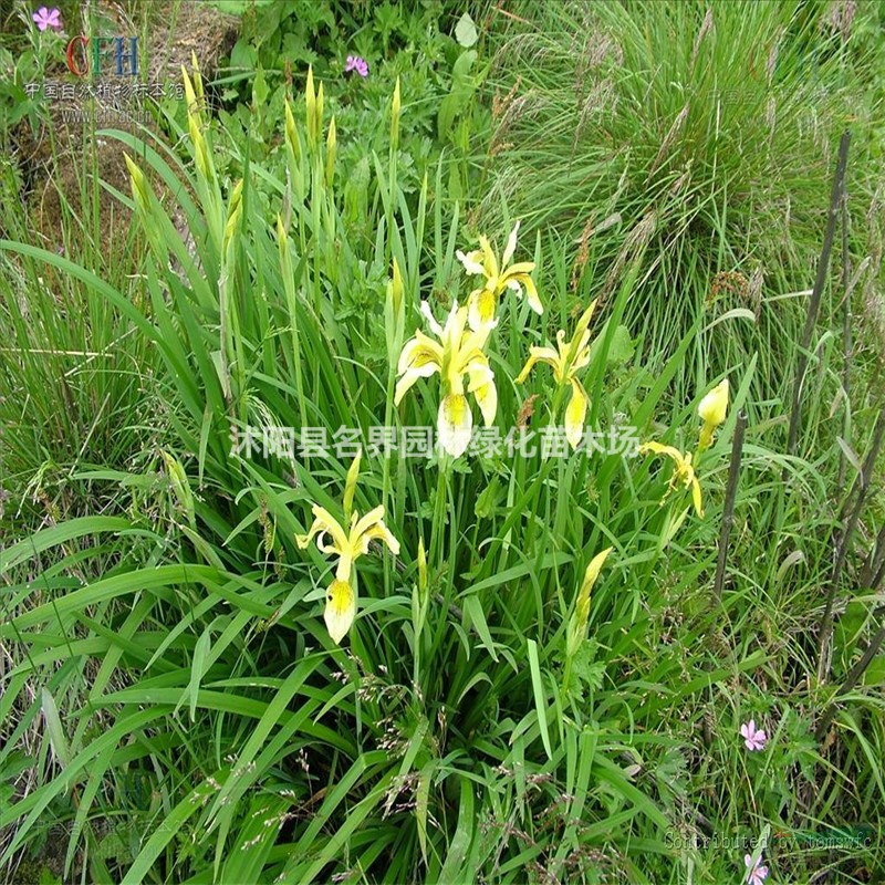 黃花鳶尾和紫花鳶尾的區(qū)別