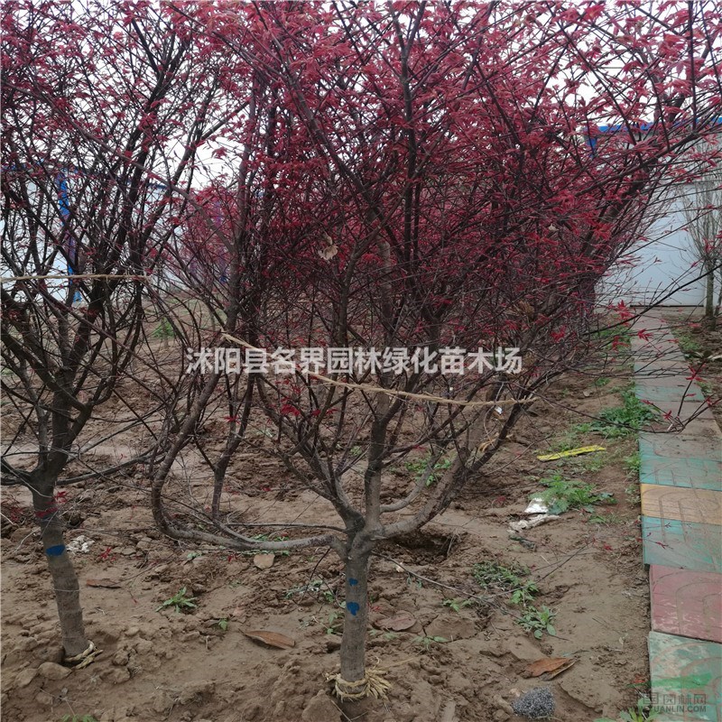 1公分的紅楓樹苗價格