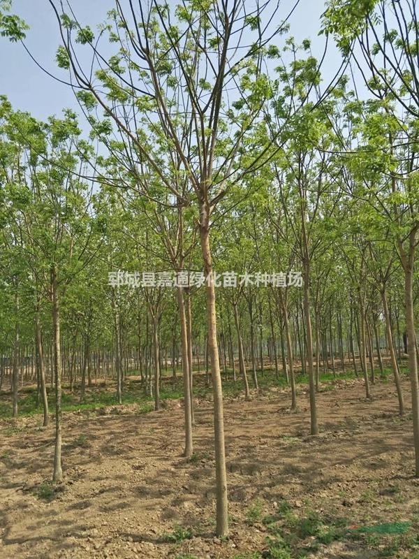 5-20公分老式國(guó)槐，老式國(guó)槐種植基地廣闊，國(guó)槐外形美觀