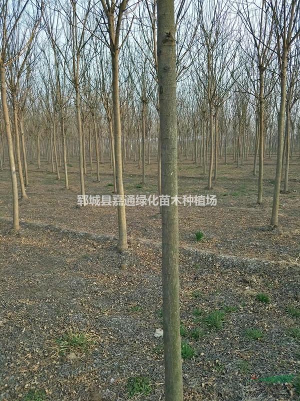 5-20公分老式國(guó)槐，老式國(guó)槐種植基地廣闊，國(guó)槐外形美觀