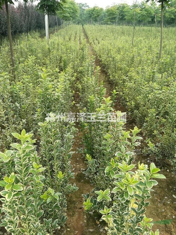 紅葉石楠 垂柳 紅葉李 金邊黃楊 桂花 櫻花 草坪