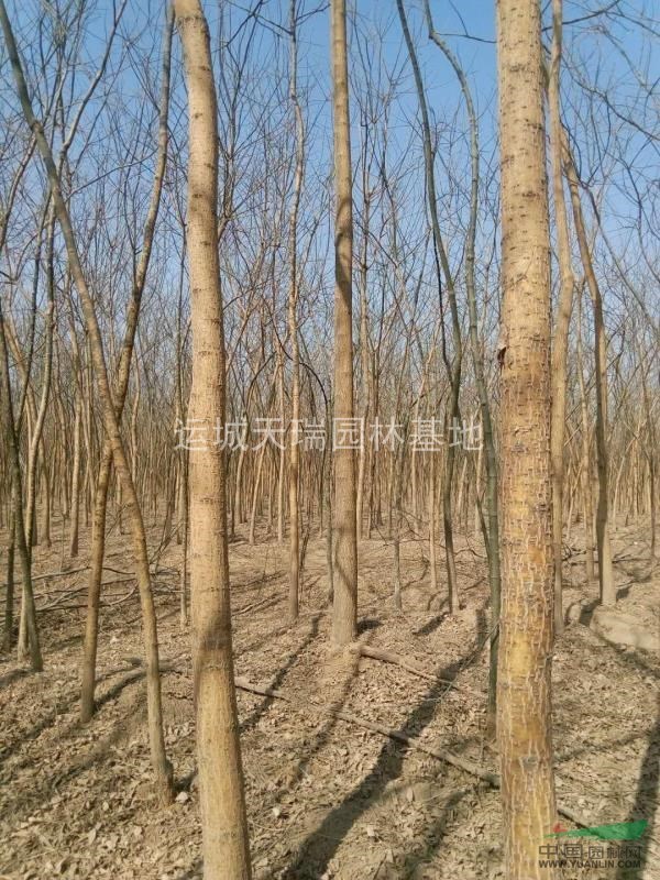 國槐最新價格=3公分國槐價格+5公分國槐價格=國槐小苗價格