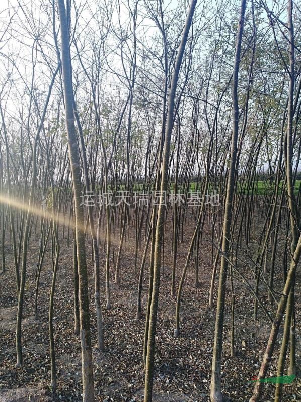 國槐最新價格=3公分國槐價格+5公分國槐價格=國槐小苗價格