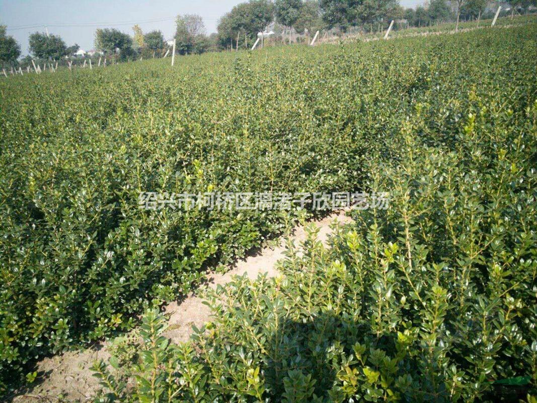 精品無刺枸骨地栽小苗 高度35厘米