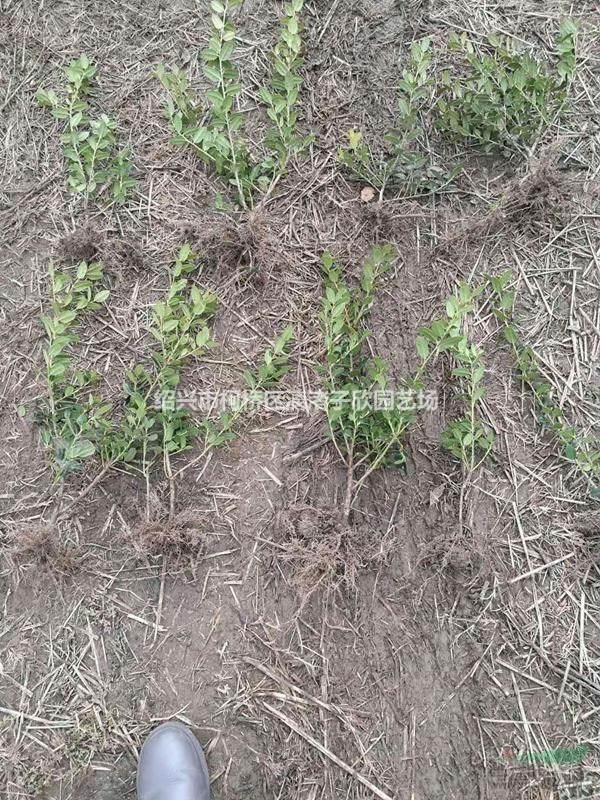 精品無刺枸骨地栽小苗 高度35厘米