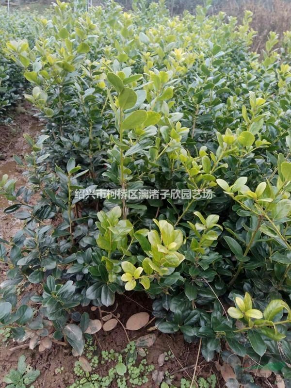 精品無刺枸骨地栽小苗 高度35厘米