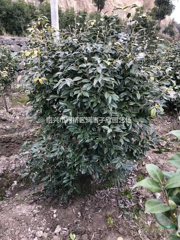 精品美人茶 冠副1.2米