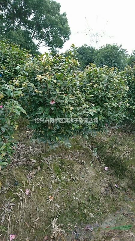 精品美人茶 冠副1.2米