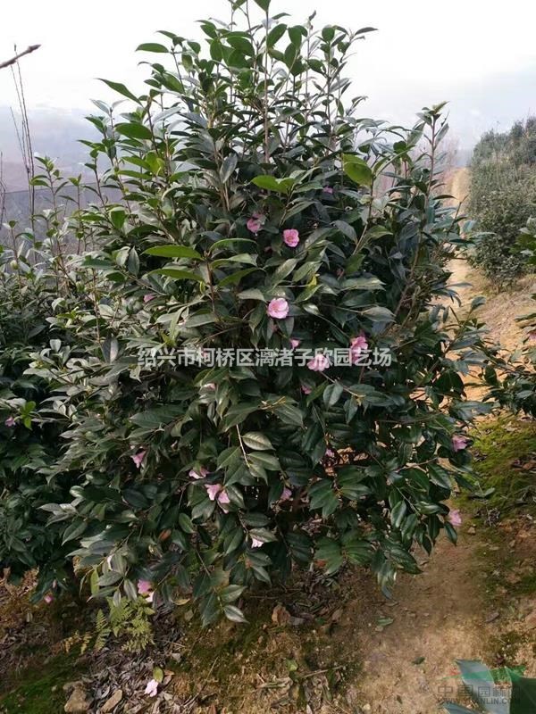 精品美人茶 冠副1.5-1.8米