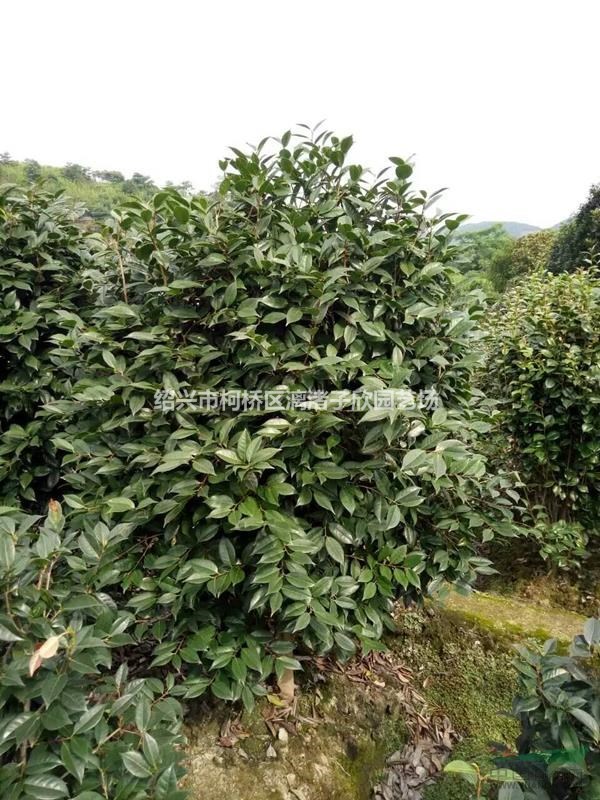 精品美人茶 冠副1.5-1.8米