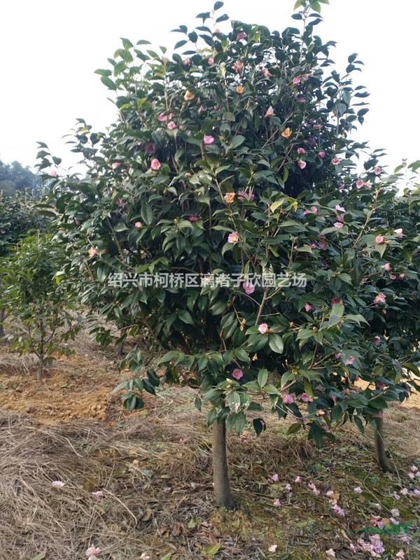 精品美人茶 冠副1.5-1.8米