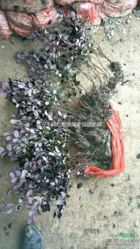 紅花繼木地栽小苗 高度30厘米以上