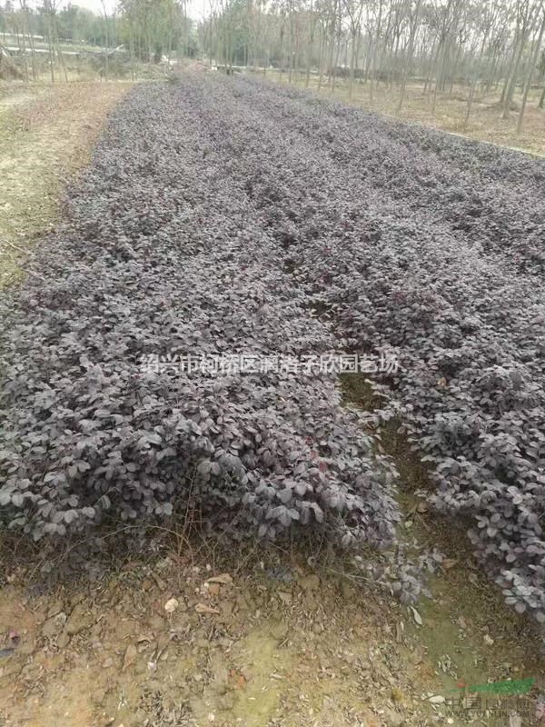 紅花繼木地栽小苗 高度30厘米以上