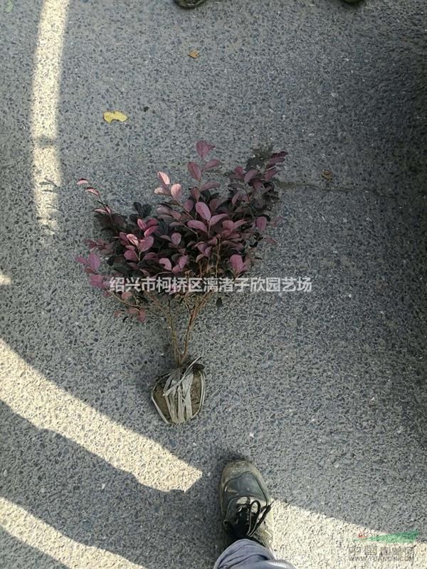 精品紅花繼木地栽小毛球 