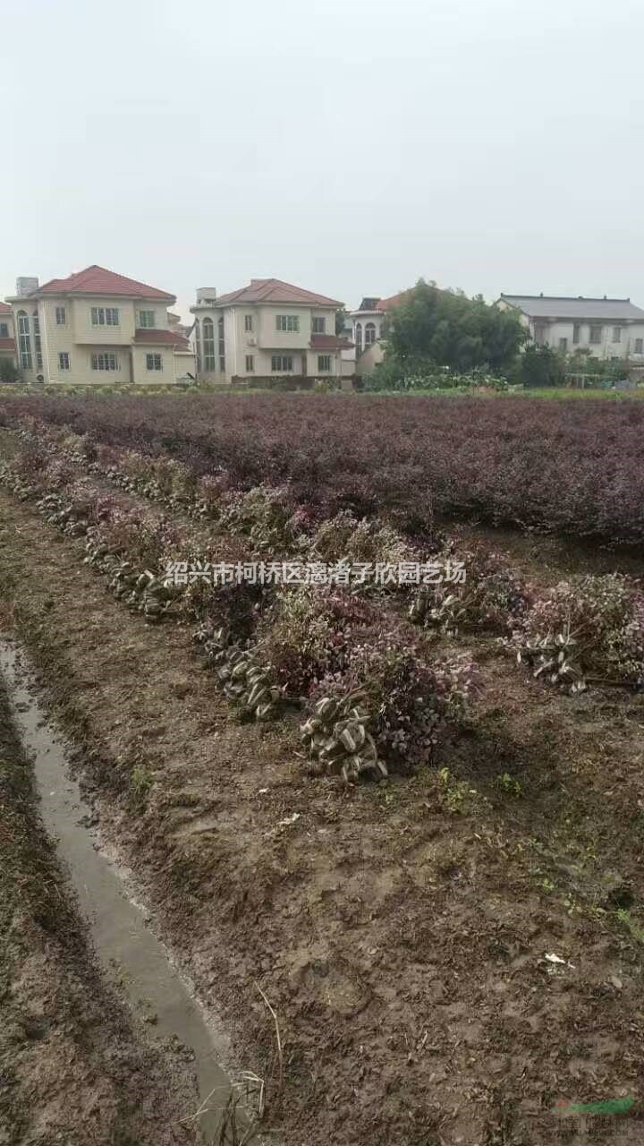 精品紅花繼木地栽小毛球 