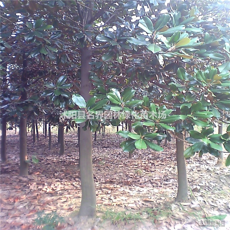 苗圃直銷  大量供應18公分廣玉蘭