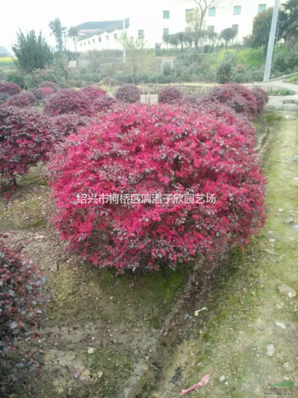 精品紅花繼木球 冠副1米-1.5米 高度90厘米至1.4米