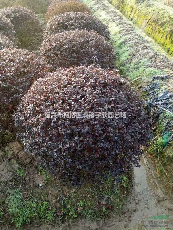 精品紅花繼木球 冠副1米-1.5米 高度90厘米至1.4米