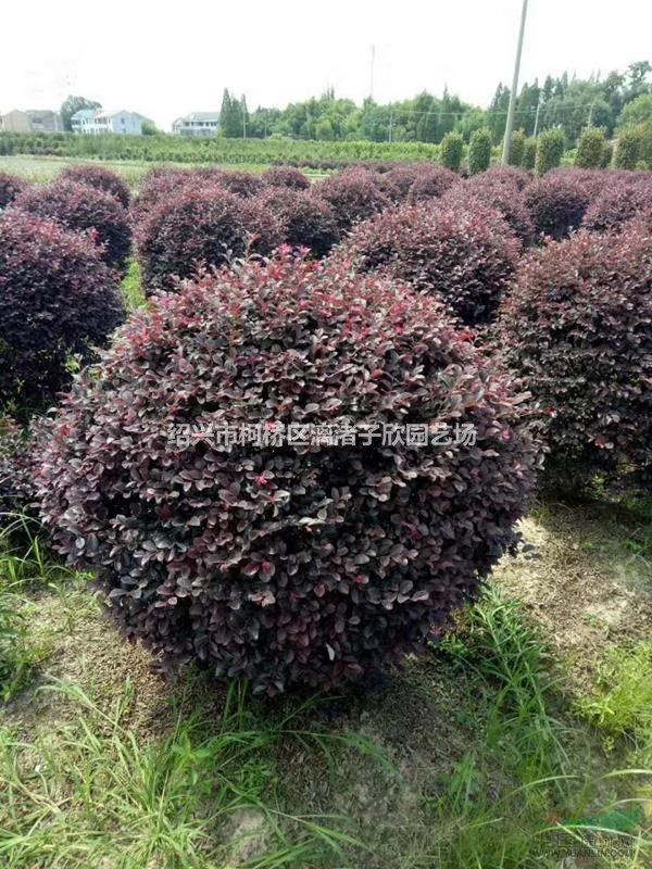 精品紅花繼木球 冠副1米-1.5米 高度90厘米至1.4米