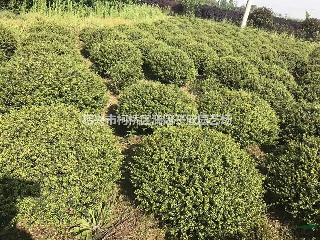 精品龜甲冬青球 冠副1.5米-2米 