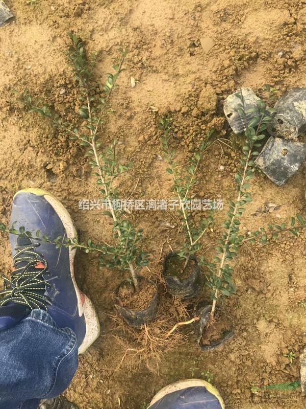 龜甲冬青小杯苗 高度35厘米