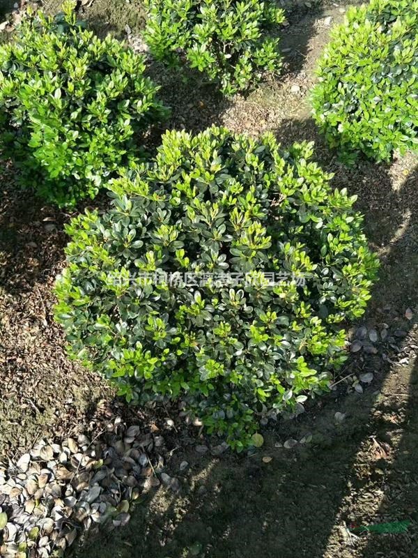 精品地栽紫鵑大球 冠副50-80厘米