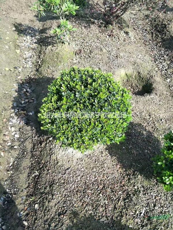 精品地栽紫鵑大球 冠副50-80厘米