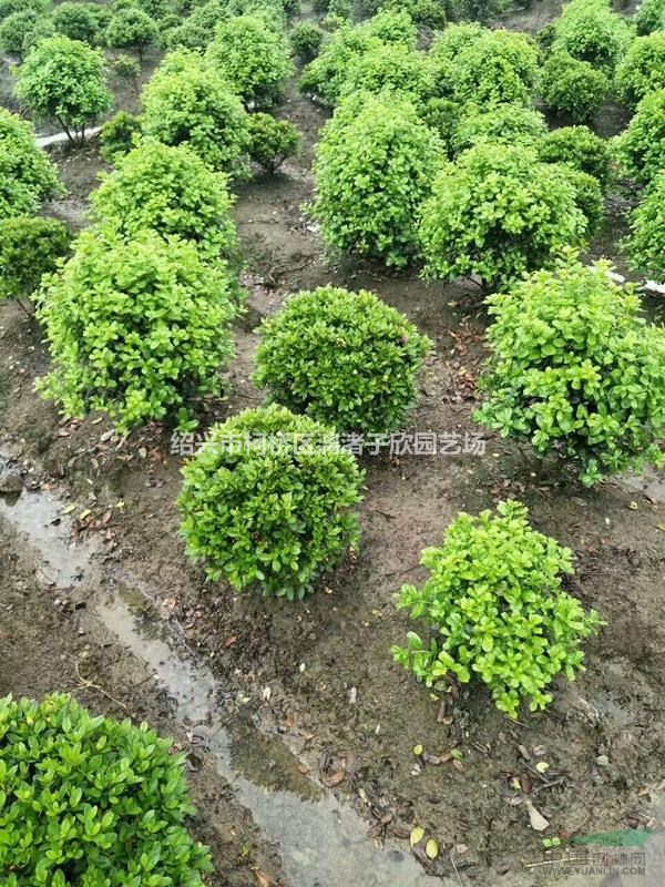 精品地栽紫鵑大球 冠副50-80厘米