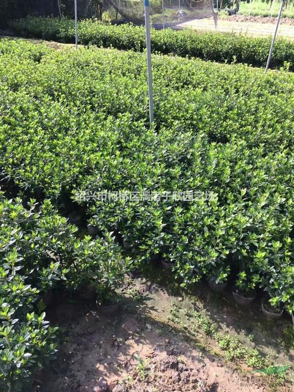 精品春鵑大杯 高度30厘米 冠副25厘米