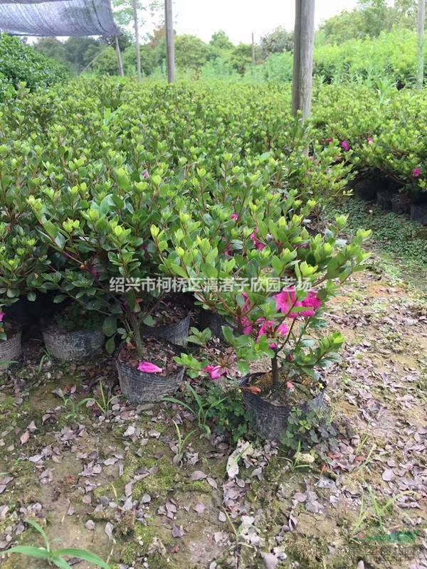 精品夏鵑大杯苗 高度30厘米 冠副25厘米
