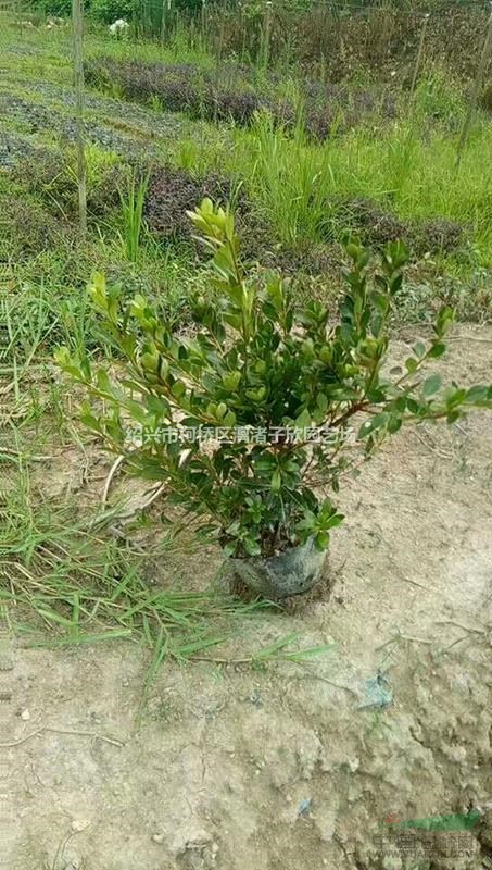 精品夏鵑大杯苗 高度30厘米 冠副25厘米