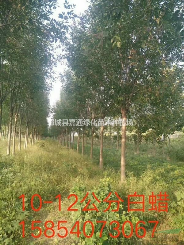 山東 5-25公分白臘便宜出售 歡迎搶購