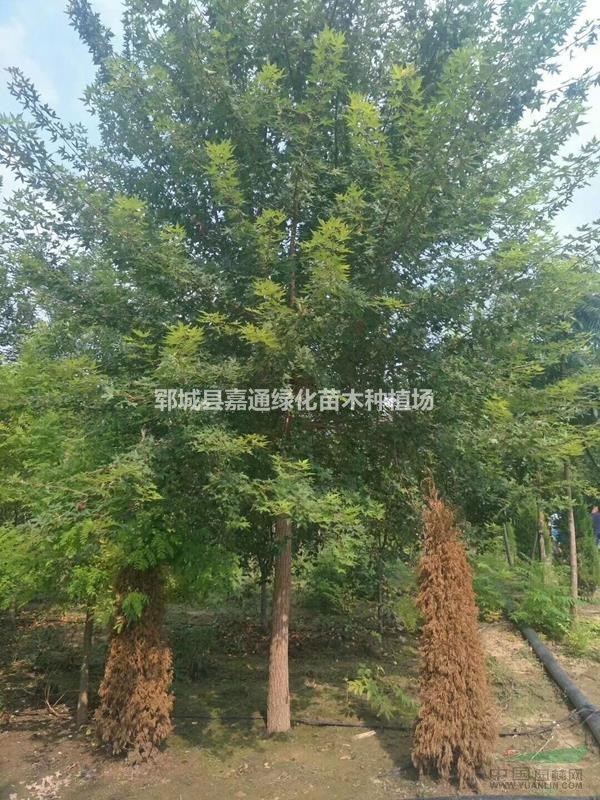 山東綠源大型國(guó)槐基地專業(yè)種植五角楓  價(jià)格便宜 歡迎搶購(gòu)