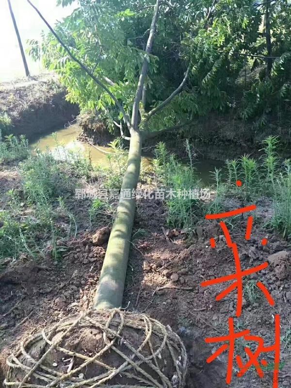 欒樹 價格優(yōu)惠 欒樹現(xiàn)低價出售清地