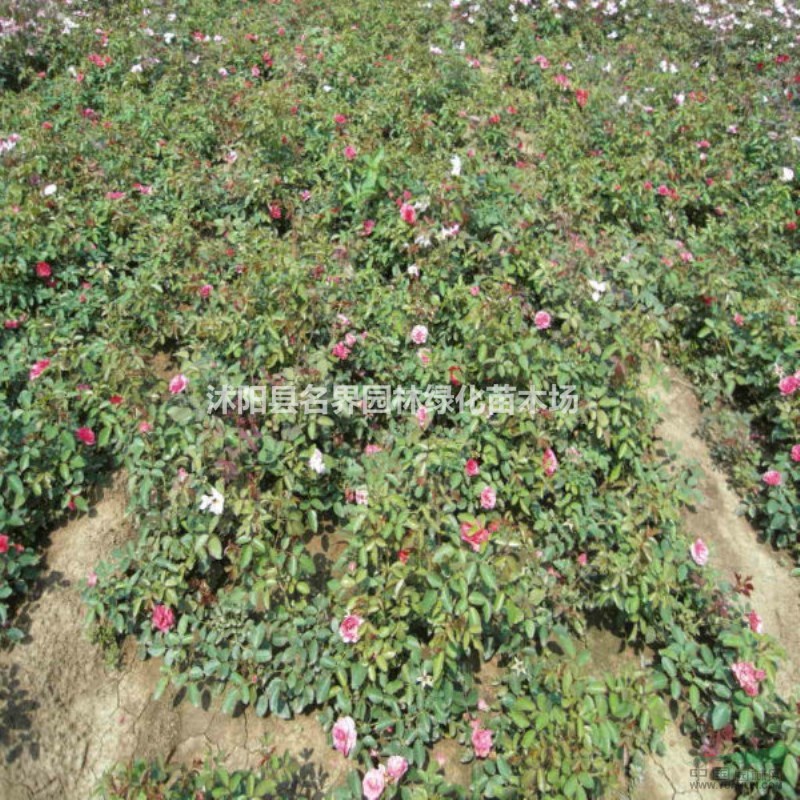 批發(fā)紅帽月季花苗 樹(shù)狀月季 大花 高檔月季樹(shù)苗