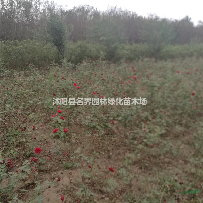 批發(fā)紅帽月季花苗 樹(shù)狀月季 大花 高檔月季樹(shù)苗