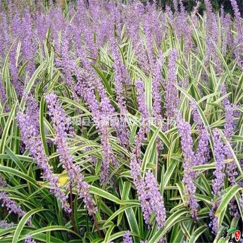 金邊麥冬栽苗 觀賞草 地被植物 苗圃直銷 低價批發(fā) 數(shù)量有限