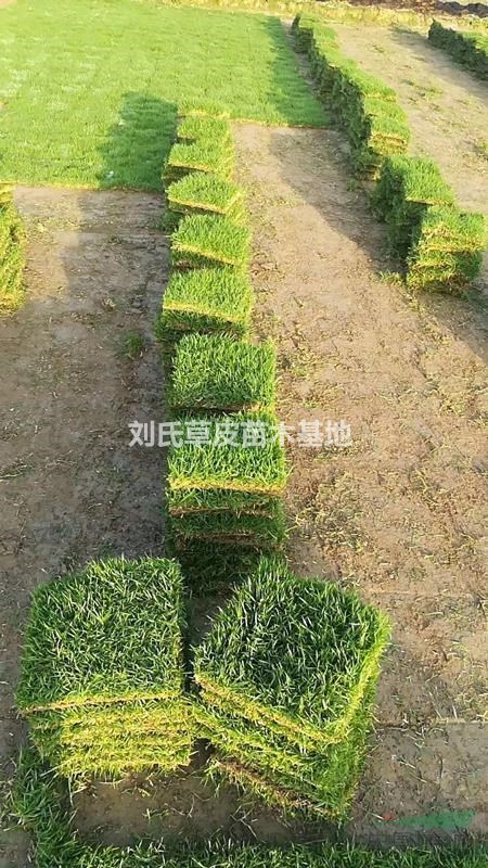 草坪種植在城市綠化中帶來(lái)很多價(jià)值9