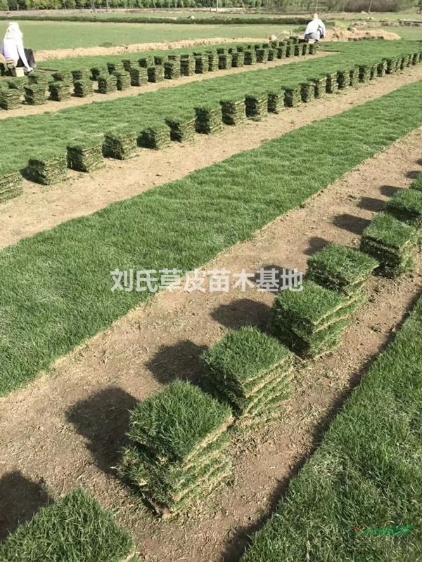 草坪種植在城市綠化中帶來(lái)很多價(jià)值9
