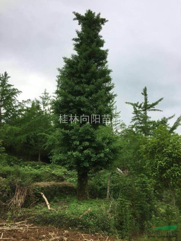 50公分銀杏