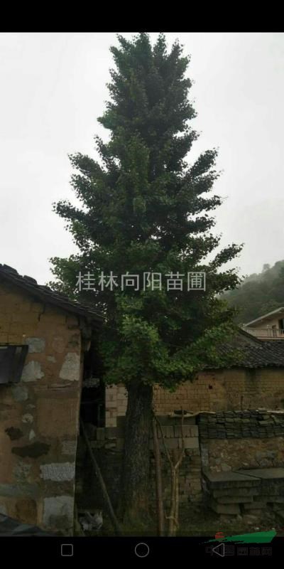 50公分銀杏