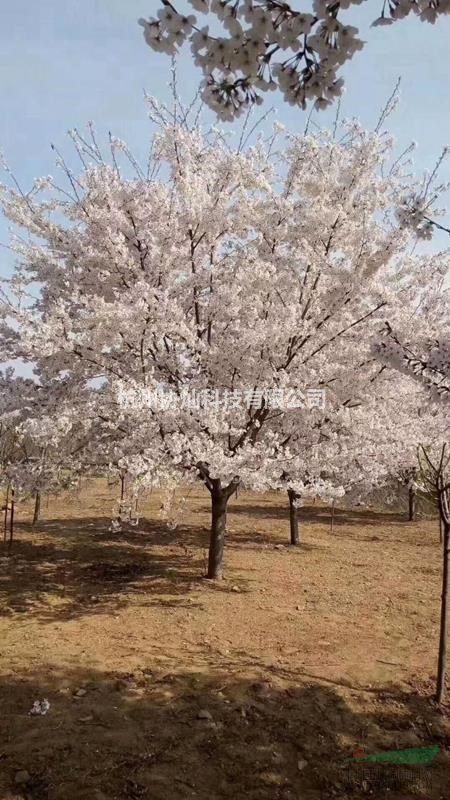 供應(yīng)日本早櫻與晚櫻7--25公分