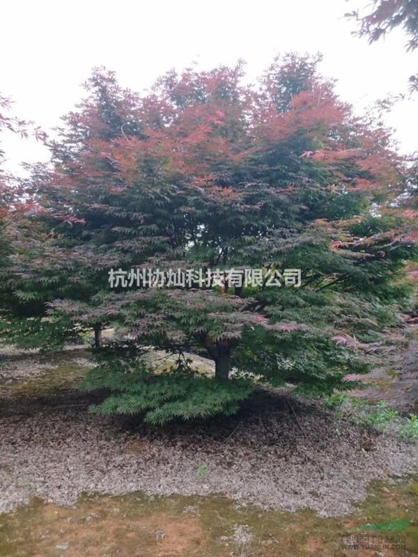 供應精品紅楓10/12/13/14/15/18公分