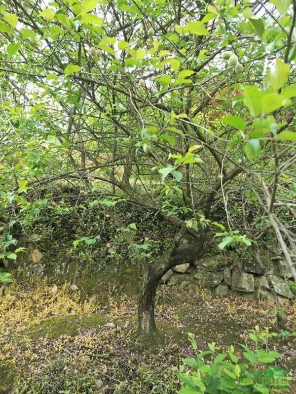 供應(yīng)精品雞爪槭紅楓海棠桂花櫻花6--25公分規(guī)格齊全
