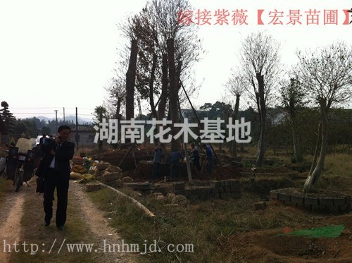 湖南紫薇苗木—特價(jià)紫薇樹(shù)、原生紫薇樹(shù)找小龔