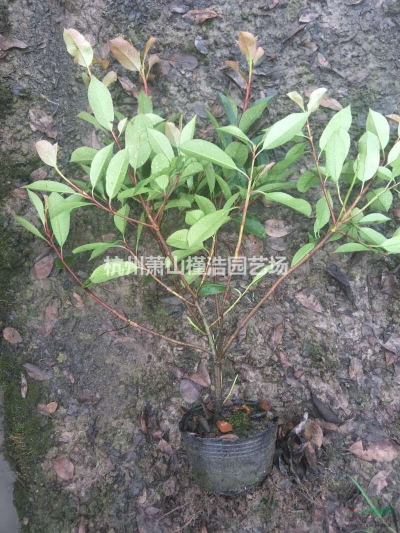 紅葉石楠