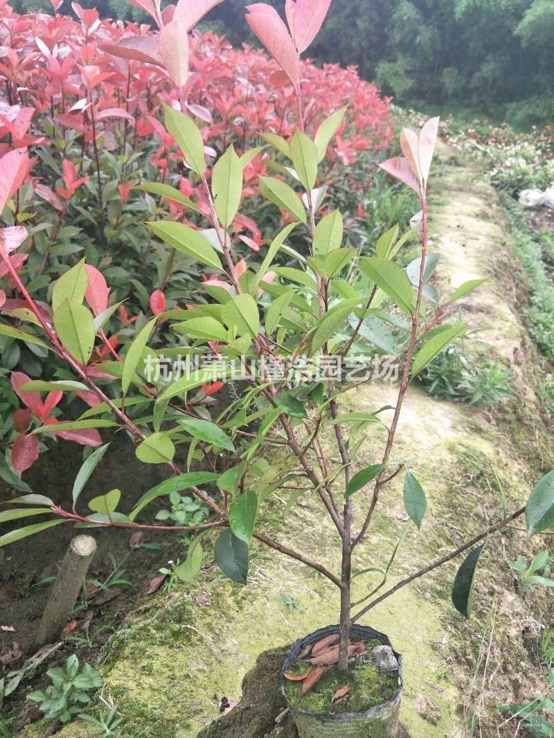 紅葉石楠