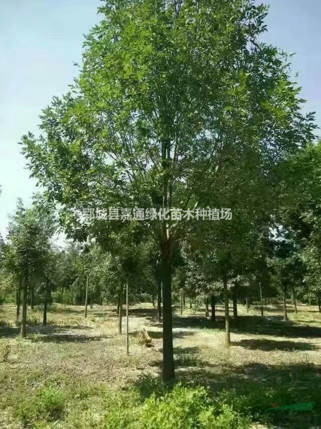 白臘 白臘價格 白臘批發(fā) 白臘廠家