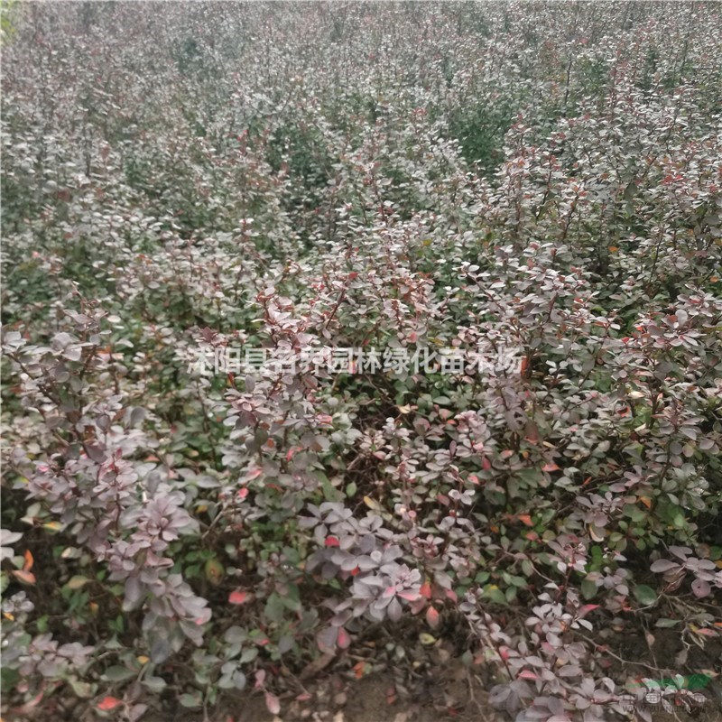 苗圃基地 優(yōu)質(zhì)絲棉木批發(fā) 絲綿木價(jià)格 數(shù)量多規(guī)格全價(jià)格實(shí)惠